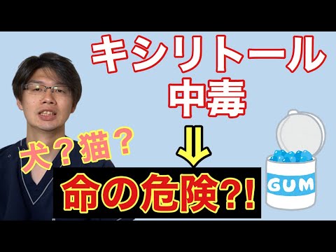 食中毒の犬に何を与えるべきか