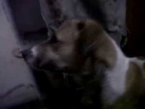 Bushu's reaction to a Barking Dog's video!!!!!