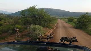 preview picture of video 'African wild dogs crossing the road in Pilanesberg national park.'