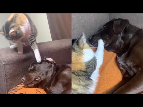 Este gato y este perro tienen una complicada e hilarante relación