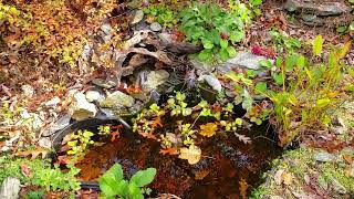 Outdoor Pond Update (Fall Edition)