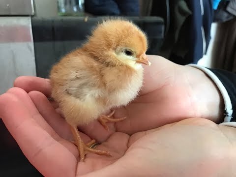 How to Sex Chickens: 6 Ways to Determine Hen Or Rooster
