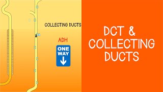 2.5 Renal: DCT & Collecting Ducts
