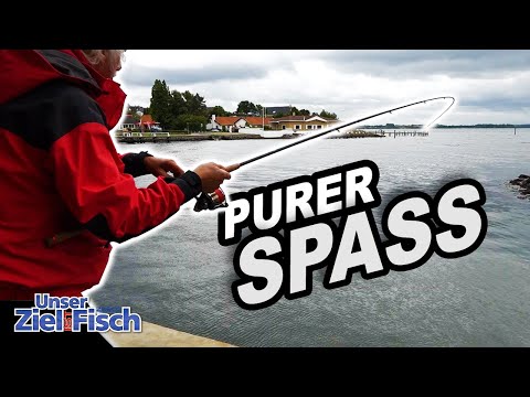 FISH on FISH: HORNIS UNTIL OCTOBER? JÖRG OVENS with KÖFI on the COAST - Our goal is fish