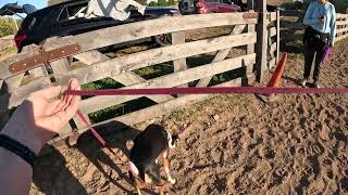Bayberry Sniff n Dart Search 1 10.7.2025