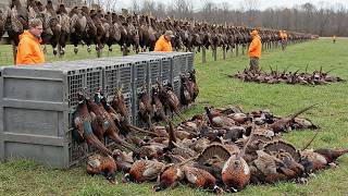 Um Número Assustador - 3.340 Animais Selvagens Mortos Todos os Dias no Campo