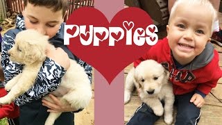 Meeting Our Puppy on Gabriel's 12th Birthday! | Crazy8Family