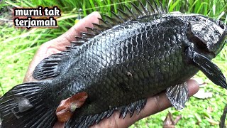 Download lagu RECORD!!! BETOK RAWA PENDANDA LARGE EXCEEDS THE LIMIT, FISHING BETOK mp3
