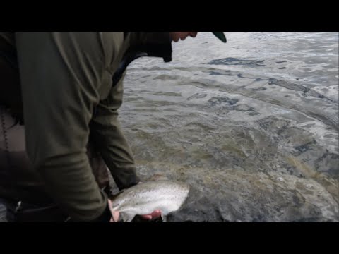 Sea run brown trout in the Stockholm archipelago