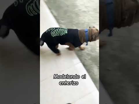 Modelando el enterizo