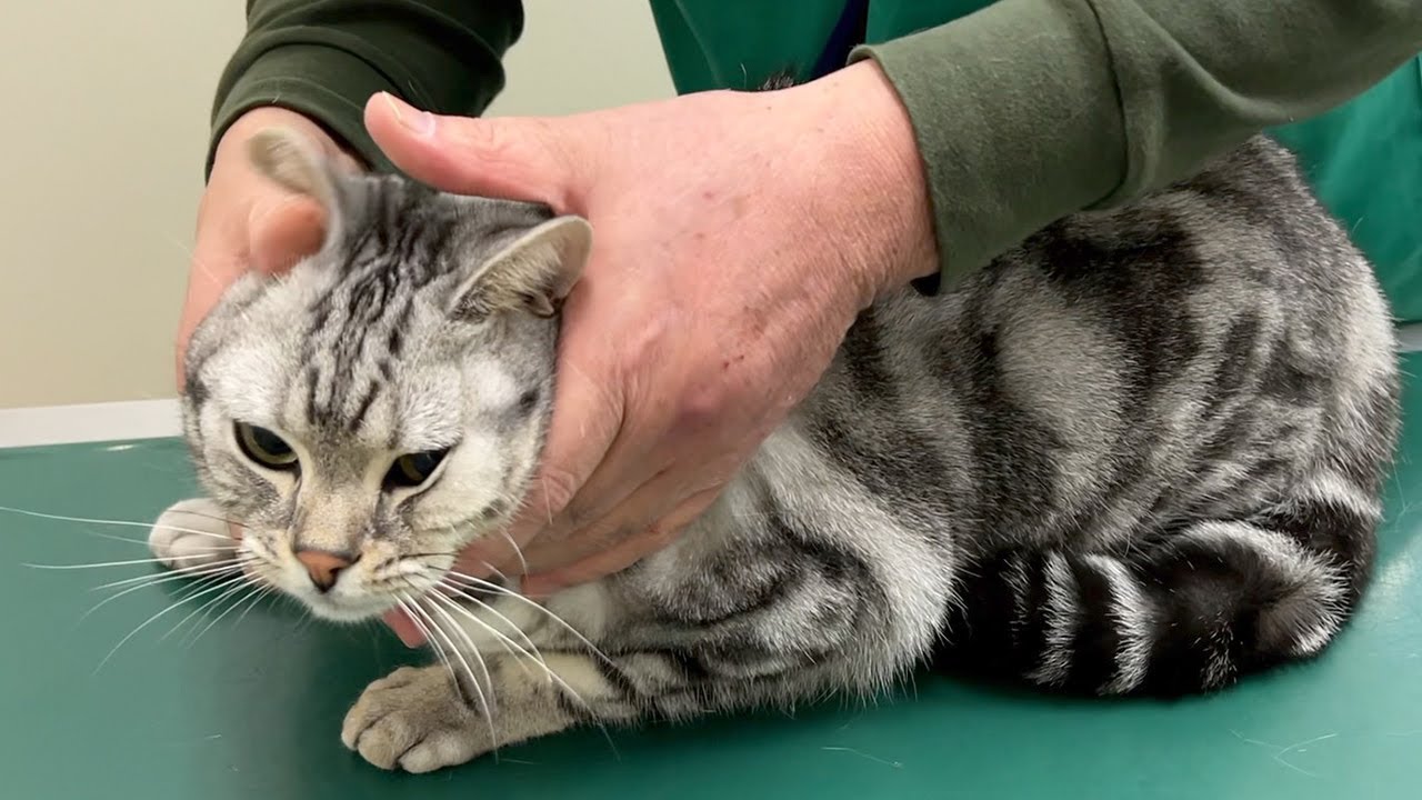 健康な猫が病院に行くことになりました