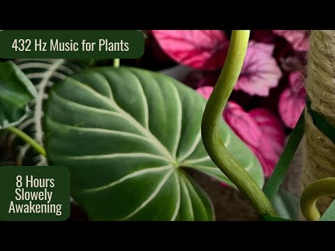432 Hz Music for Plants to Stimulate Plant Growth 🌱 Spring Vibes for Slow Awakening