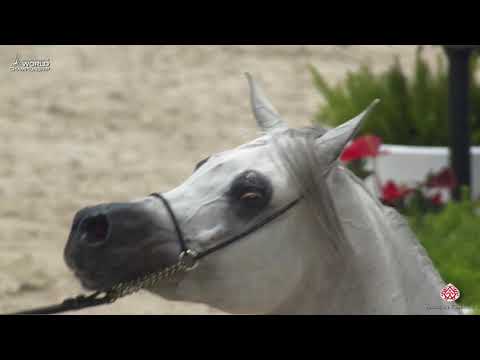 N 144 FREE GANGES   Paris 2019   Senior Stallions Class 6B