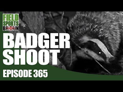 Fieldsports Britain - Badger Shoot