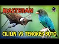 Download Lagu Duel Maut Burung CILILIN VS TENGKEK BUTO II Tembakan Cililin dan Tengkek Mp3 Free