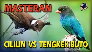 Download lagu Duel Maut Burung CILILIN VS TENGKEK BUTO II Tembakan Cililin dan Tengkek mp3