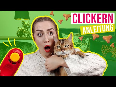 Clickern mit Katze /Beschäftigung, Intelligenz fördern & Tricks beibringen // Amely Rose & Catwalk