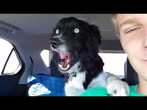 Quand votre chien est plus drôle que vous 🤣 funny dog video