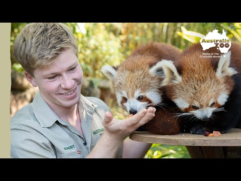 Red panda breakfast time with Robert Irwin | Australia Zoo Life