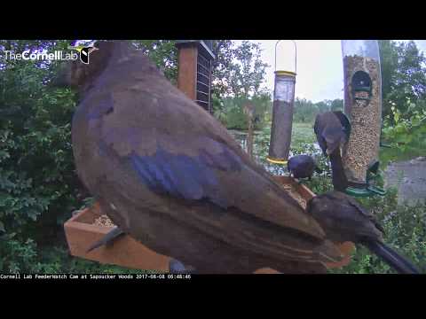 Red-bellied Woodpecker Defends Corner From Onslaught of Grackles – August 8, 2017