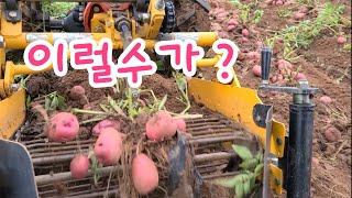 이거 실화야 ? 농부는 이럴때 춤춘다 기분 좋은 홍심이 감자 수확