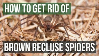 How to Get Rid of Brown Recluse Spiders (4 Easy Steps)