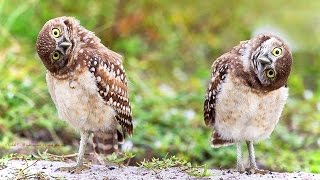 Funny Owls (NEW) (HD) [Funny Pets]