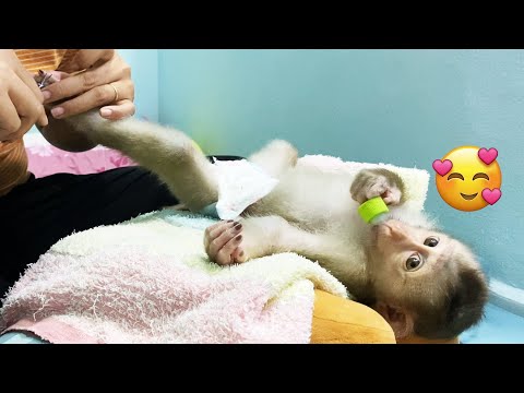 So comfortable! Baby monkey Lyly is very obedient and patient for her mother to take care of