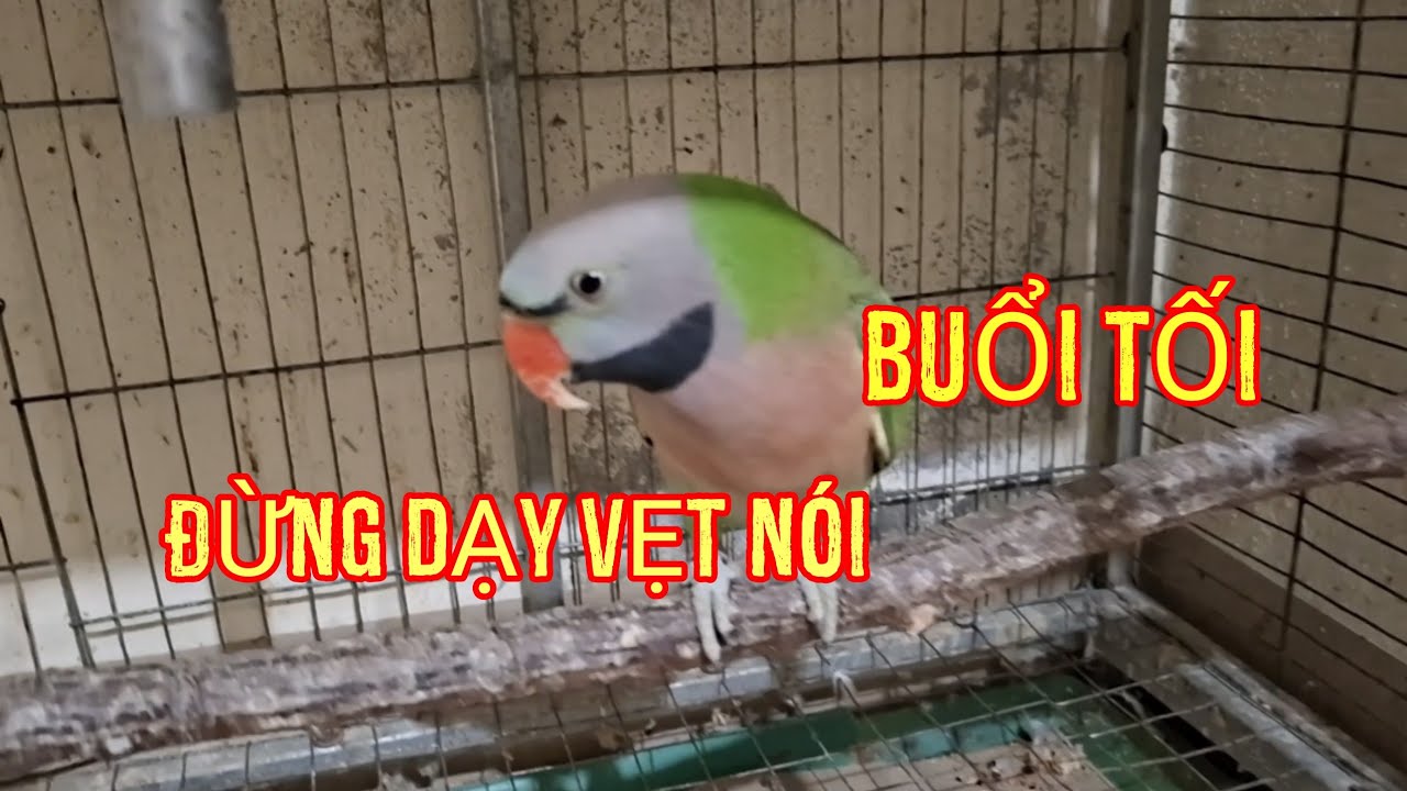 Tại sao không dạy vẹt nói buổi tối?