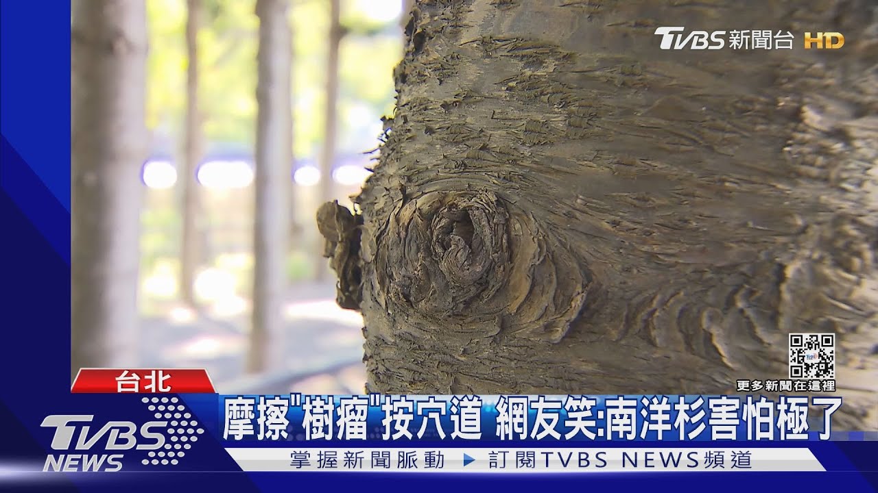 別再用樹幹按摩!「南洋杉」險破皮嚴重恐死亡
