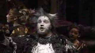 The Ad-Dressing of Cats
