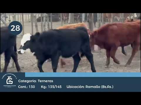 Lote Hembras - Ramallo Bs As