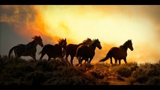 Alicia Keys ft. Adam Levine ∼ Unplugged ∼ Wild Horses