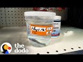 Dying Betta Fish Saved From Pet Store The Dodo