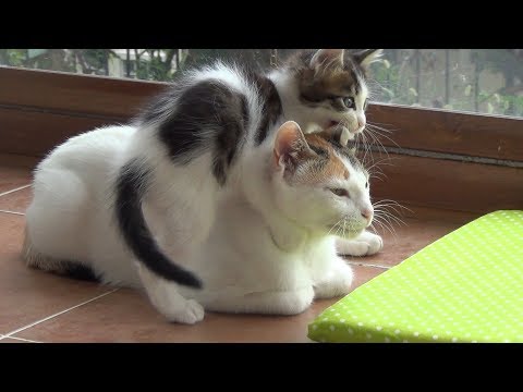 A very patient mother cat with 5 crazy active kittens !! Video