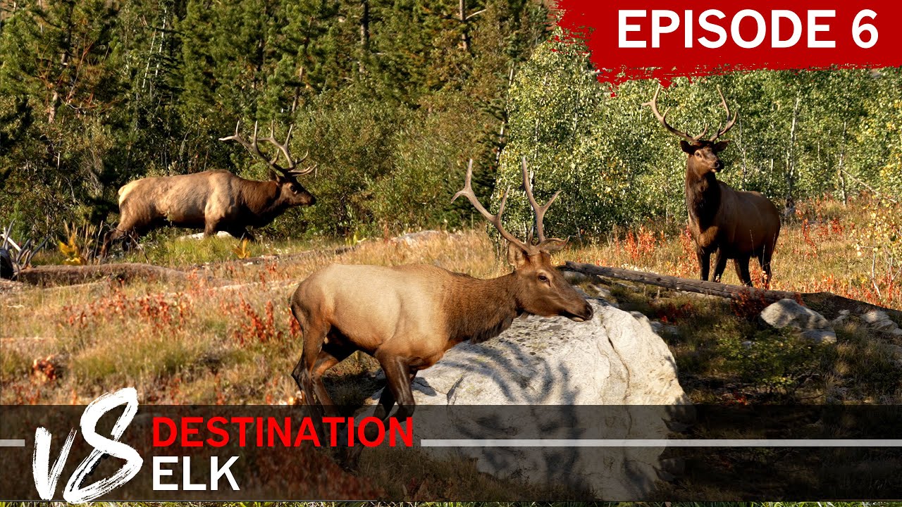 The MOST INSANE Day of ELK CALLING! Episode 6: DEV8 (Destination Elk V8)