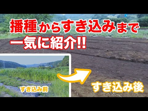 園芸 栽培ソルガム、コモンソルガム