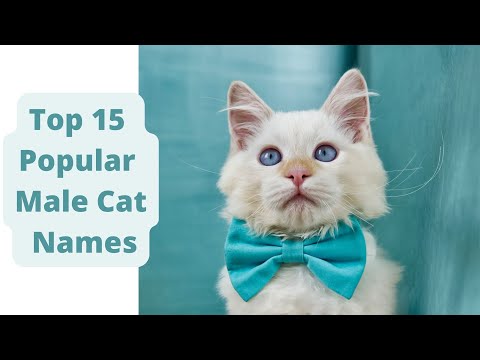 Top 15 Popular Male Cat names
