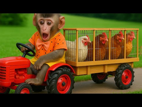 MONKEY KAKA, How Does He Take Care of the Entire Chicken Farm Helping His Mother? | MONKEY KAKA
