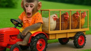 MONO KAKA, ¿Cómo Hace Para Cuidar Toda Una Granja De Gallinas Ayudando A Su Madre? | MONO KAKA ESP