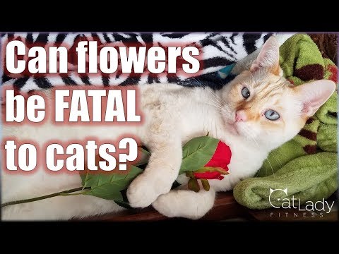 What flowers are TOXIC to cats? (and which are safe!) - Cat Lady Fitness