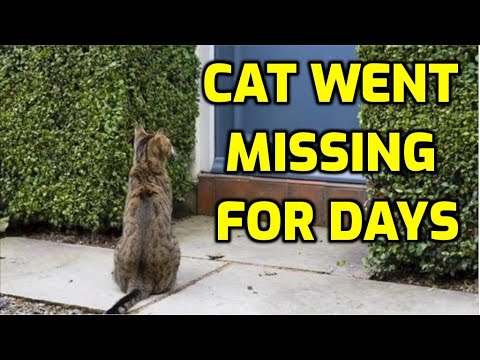 What To Do When Your Lost Or Missing Cat Returns Home
