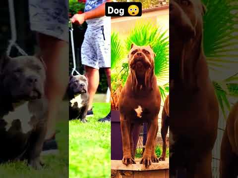 Para os Dias de Calor, Picolé de Osso - Nossa Rotina #americanbully #germanshepherd #rostovregion