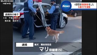 犬が逮捕されるニュース