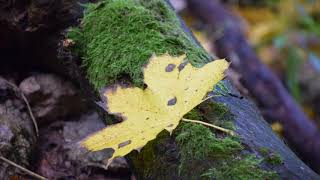A DROP💧| Horizons by Marika Takeuchi |