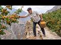 Grandpa Crossed Dangerous Mountains To Harvest Apricots