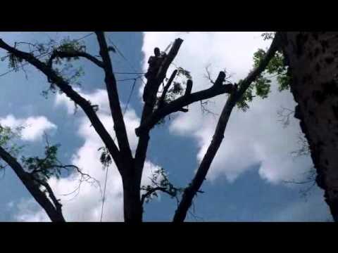 Downs Tree Service 615 586 3637