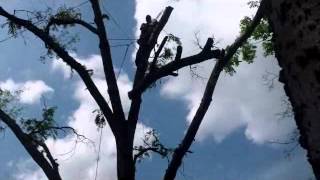 Downs Tree Service 615-586-3637