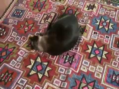 Nazli and the new rug