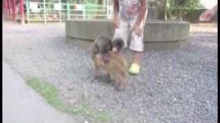 Baby Monkey (Going Backwards On A Pig) - Parry Gripp